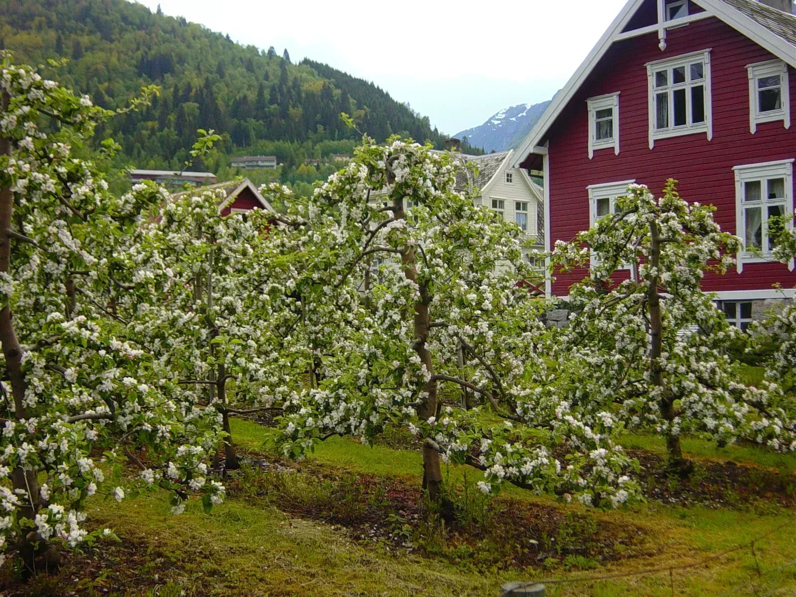 Blühende Obstbäume vor roten Holzhäusern und Bergen in Balestrand, Norwegen