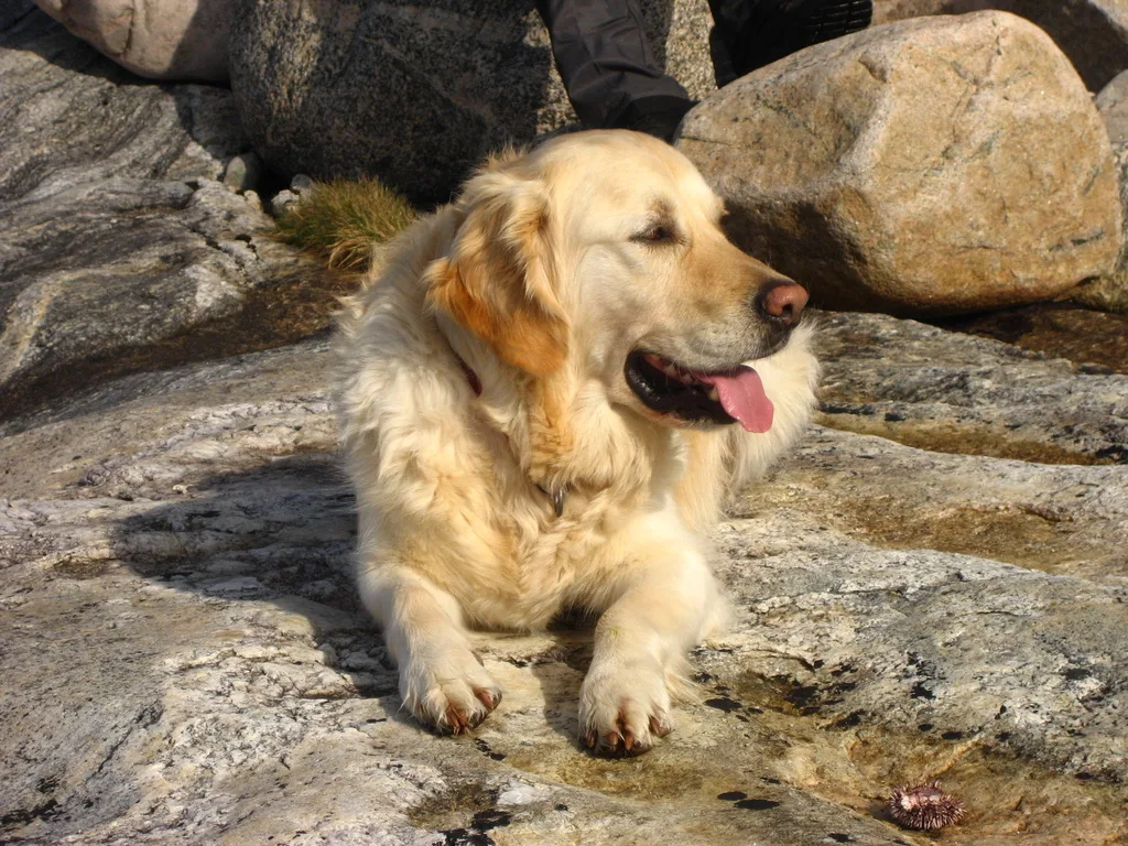 Golden Retriever beim Ferienhausurlaub